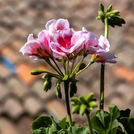 La Casa Del Postino Farigliano